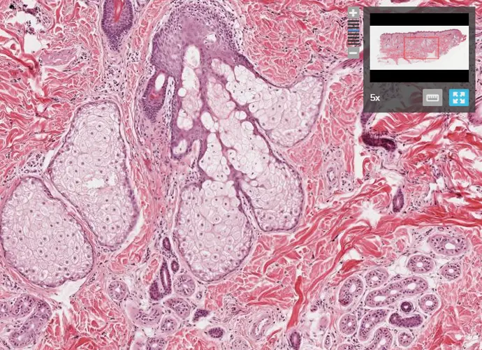 Image to show Slice feature - Immersive Presentations